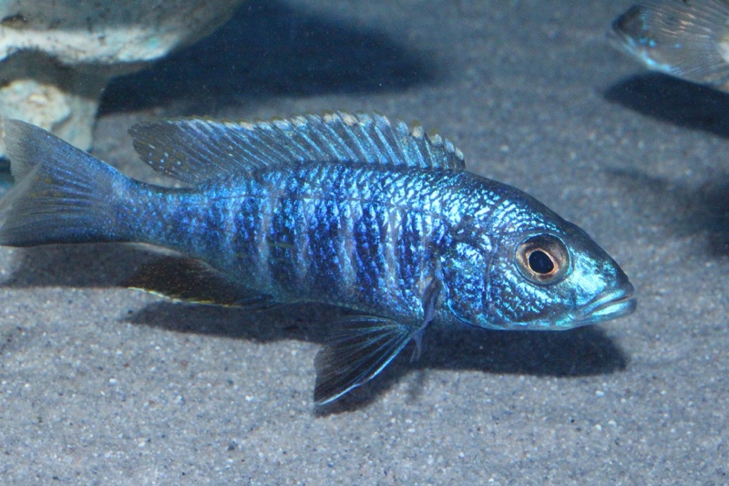 Sciaenochromis fryeri 'Jalo Reef'